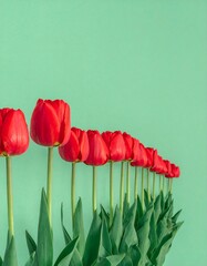 A vibrant arrangement of red tulips stands in neat rows against a mint green background.