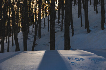 ombre di alberi spogli proiettate sulla neve fredda, in una foresta di montagna innevata, in inverno, di giorno