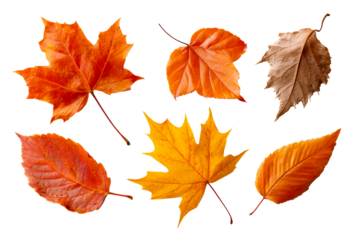 Autumn leaves on clear background