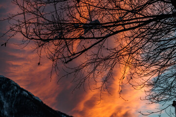 sagome scure di rami di un albero spoglio in primo piano con cielo nuvoloso e di color arancione...