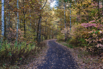 Forest near Sulejowek town in Masovia region of Poland