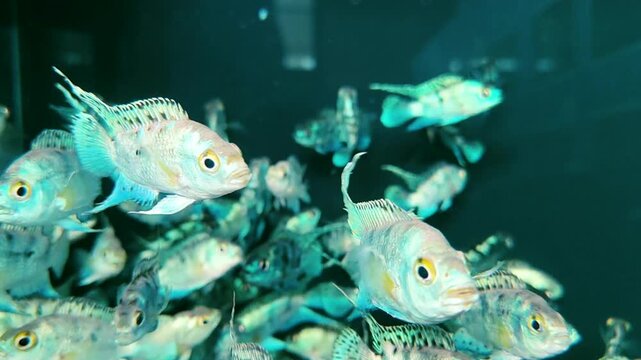 Beautiful Jack Dempsey cichlids swimming in clear aquarium, bright and patterned tropical fish, perfect for aquarium and aquatic life videos.