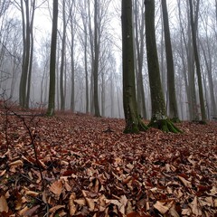 A misty forest floor, blanketed with fallen leaves, showcases tall, slender trees in a tranquil setting.