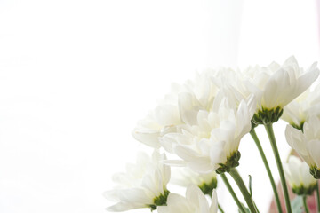 白色のスプレー菊を白いレースの前でマクロ撮影18