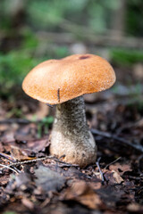 Close-up view of a single wild orange-cap boletus mushroom growing in natural forest environment on leaf-covered woodland floor