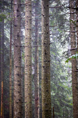 Naklejka premium Close-up of several silver fir (Abies alba) trunks in the forests of Slovenia.