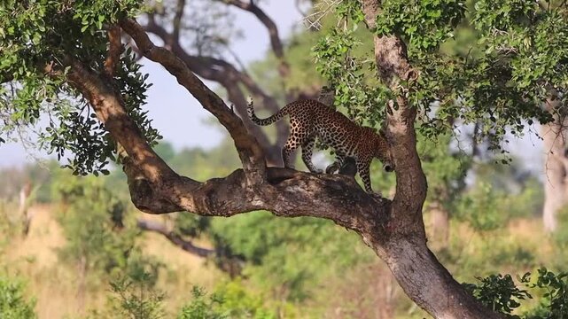 Majestic African leopard Panthera pardus climb down tree past kill, telephoto