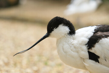 Close up of an Avocet with its long up curved beak.