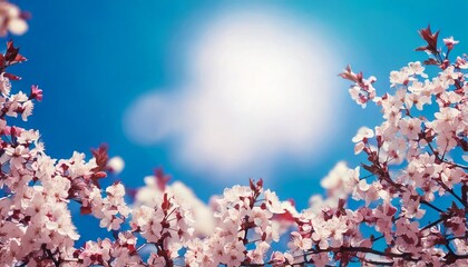 Branches of blossoming cherry macro with soft focus on gentle light blue sky background in s
