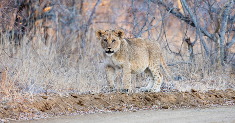 a small lion cub early morning