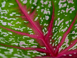 Obraz premium Caladium bicolor Caladium with leaf sheath characteristics Macro of green and pink caladium leaf with vibrant pattern and texture