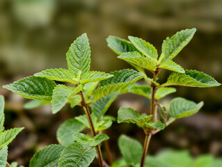 Beautiful ebony trees are time to make delicious dishes.
The ebony leaf chili paste is incredibly fragrant and delicious.