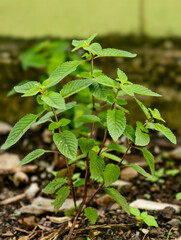 Beautiful ebony trees are time to make delicious dishes.
The ebony leaf chili paste is incredibly fragrant and delicious.
