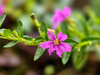 Obraz premium Cuphea hyssopifolia Kunth False Heather