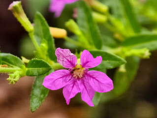 Cuphea hyssopifolia Kunth False Heather