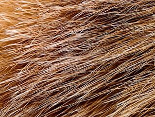 Dog fur with ticks and fleas clinging to it