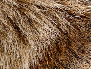 Fototapeta premium Dog fur with ticks and fleas clinging to it