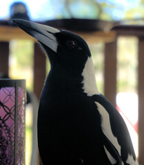 Magpie seeking out food from humans
