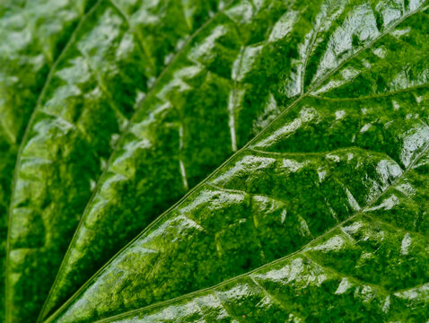 Piper sarmentosum Roxb. Piper lolot C.DC.