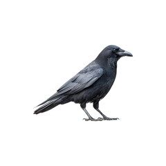 Fototapeta premium A black crow perched gracefully, showcasing its glossy feathers and sharp beak 