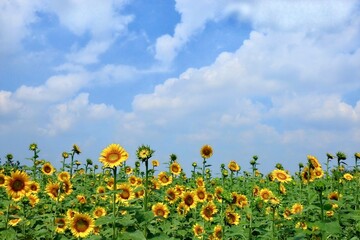 咲き始めたひまわり畑