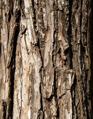 Obraz premium Bark texture close-up