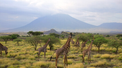 
A herd of giraffes in the African savanna