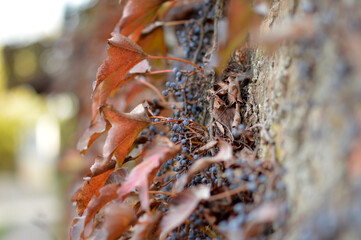 Petrovaradin Fortress in sunny autumn day in November