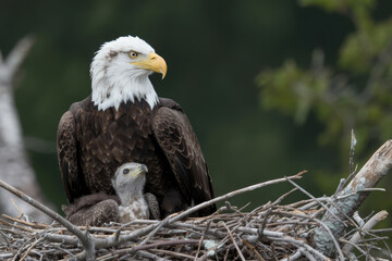 Majestic eagle shelters its young chick in a warm protective nest amidst natural surroundings.