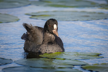 A young Eurasian coot swimming toward the camera through green water plants on a sunny summer evening.