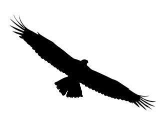Naklejka premium Flying eagle silhouette - vector illustration