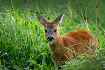 On a summer evening, a close-up of a young cute roe deer (Capreolus capreolus) standing in lush, tall green grass, looking toward the camera while eating a leaf.

