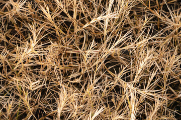 Close-up of dry grass and weeds, creating an abstract texture background. Agriculture and the dry season