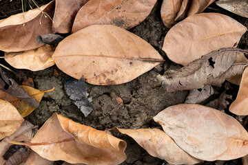 Dry brown leaves scattered on cracked soil. An autumn texture of natural decay and the cycle of life
