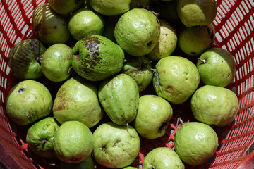 A red basket full of fresh guavas, ready to be sold. A concept of agricultural produce and fresh food