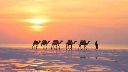 A caravan of camels at sunset