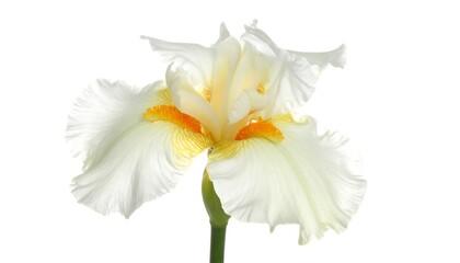 Obraz premium Close-up of a Delicate Pale Yellow Iris Blossom