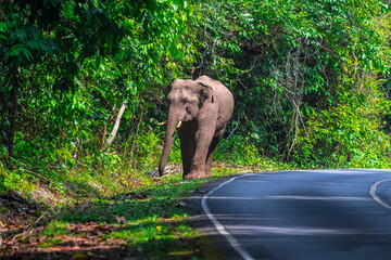 Fototapeta premium Its body is gray, its snout is called the trunk. The trunk of the Asian elephant has only one beak. Nakhon Ratchasima, Thailand.