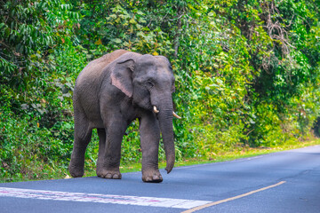 Obraz premium Its body is gray, its snout is called the trunk. The trunk of the Asian elephant has only one beak. Nakhon Ratchasima, Thailand.