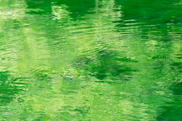 清らかな池の水に映る木々の緑と波紋