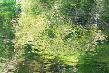 清らかな池の水に映る木々の緑と波紋