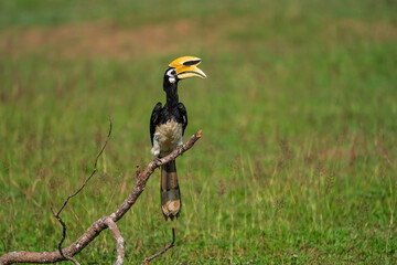 The bill and large hump are yellow. The face is black. The throat is white or yellowish-white. The body is black. The wings are black with a wide yellow stripe running down the middle of the wings.	