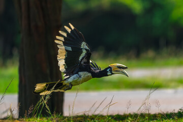 The bill and large hump are yellow. The face is black. The throat is white or yellowish-white. The body is black. The wings are black with a wide yellow stripe running down the middle of the wings.	