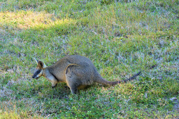 Pretty faced wallaby chewing fresh grass