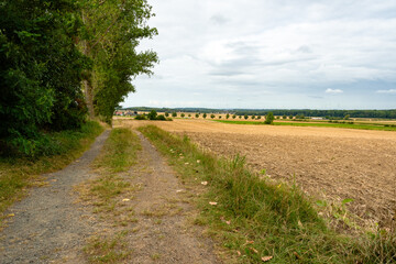 Ein unbefestigter Feldweg führt am Waldrand entlang und öffnet den Blick über weitläufige Felder bis zum Horizont unter leicht bewölktem Himmel.