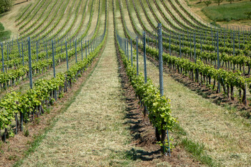 Monteveglio Savigno Pignoletto vines on the Bolognese hills