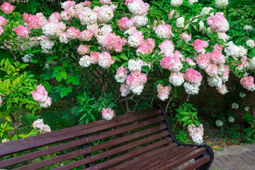 bush of white and pink hydrangea. The branches of the hydrangea are leaning over the bench.