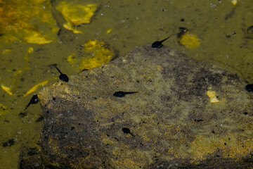 Tadpoles swimming near a rock in a shallow pond. The water is murky with leaves and debris visible. Natural habitat in the Caucasus region.