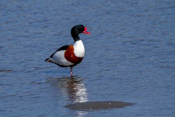 European shelduck duck lives on rivers and marshes very colorful