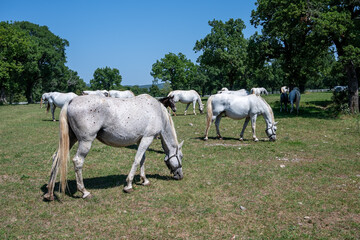 the white horses of Lipica